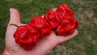 Moruga Red Monster (MRM) - Pepper Seeds - White Hot Peppers